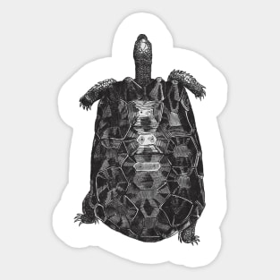 Tortoise Nature Drawing Sticker